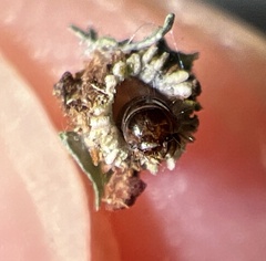 Liothula omnivora