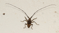 Pelargoderus rubropunctatus