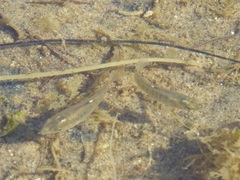 Fundulus parvipinnis