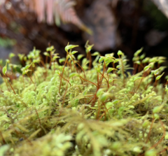 Claopodium crispifolium