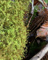 Claopodium crispifolium