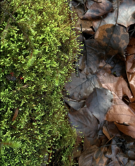 Claopodium crispifolium