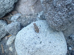 Neocicindela tuberculata