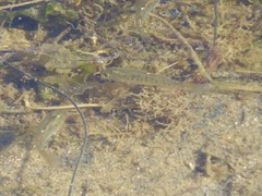 Fundulus parvipinnis
