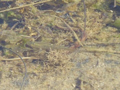 Fundulus parvipinnis