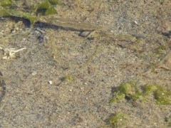 Fundulus parvipinnis