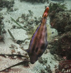 Meuschenia trachylepis