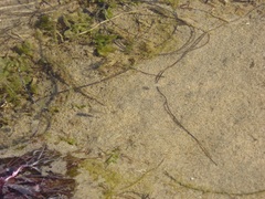 Fundulus parvipinnis