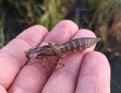 Anax imperator