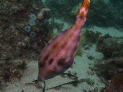 Meuschenia trachylepis