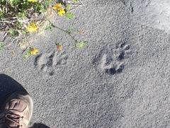 Trichosurus vulpecula