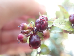 Gaultheria antipoda