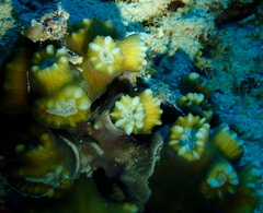 Caulastraea furcata