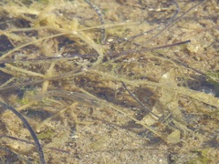 Fundulus parvipinnis