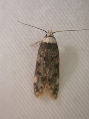 Endrosis sarcitrella