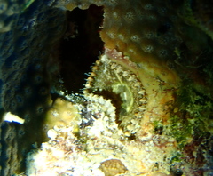 Zoantharia