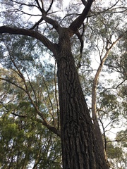 Eucalyptus tricarpa