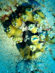 Caulastraea furcata