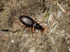Platynini