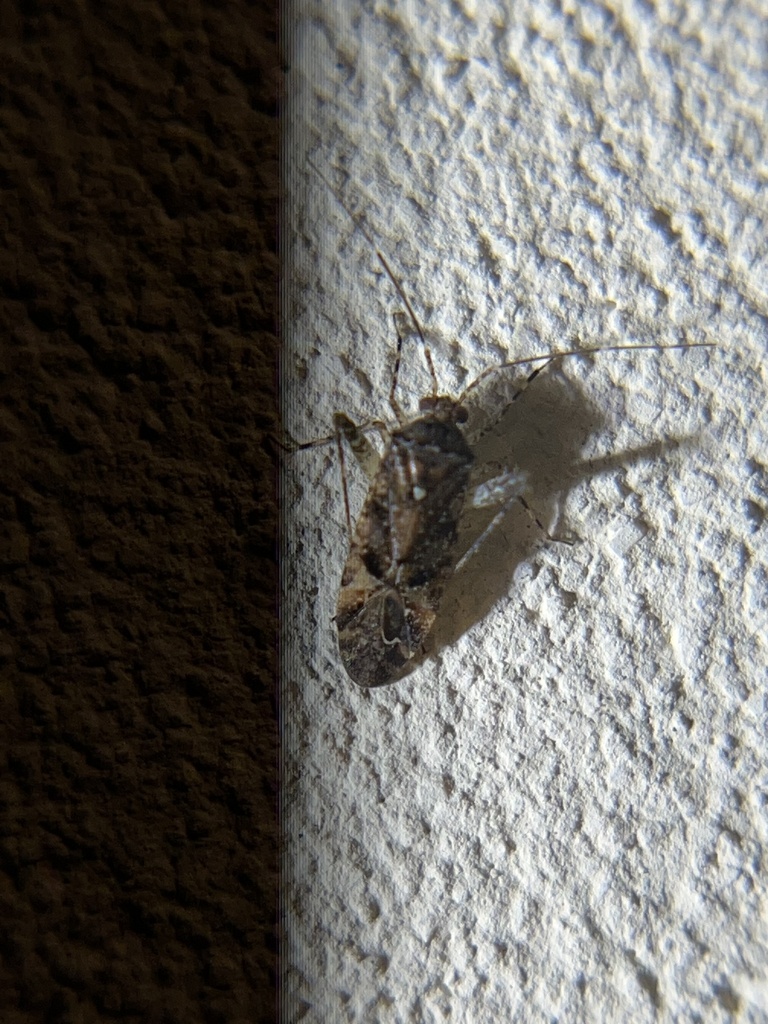 Plant Bugs from UC San Diego, San Diego, CA, US on January 18, 2023 at