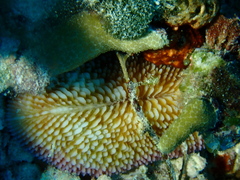 Ctenactis
