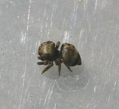 Euryattus bleekeri
