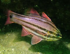 Ostorhinchus limenus