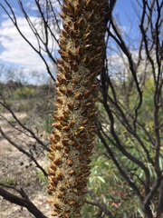Xanthorrhoea caespitosa