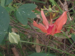 Passiflora aurantia