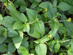 Calyptocarpus vialis