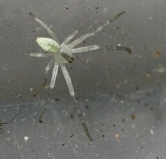 Sidymella rubrosignata
