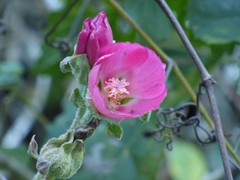 Phymosia rosea