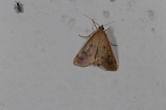 Achyra nudalis