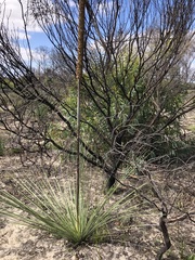 Xanthorrhoea caespitosa