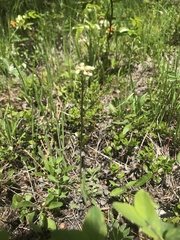 Antennaria microphylla