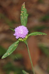 Centratherum riparium