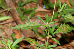 Centratherum riparium