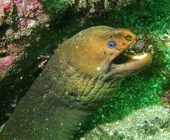 Gymnothorax prasinus