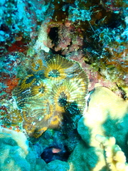 Acanthastrea