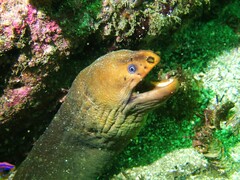 Gymnothorax prasinus