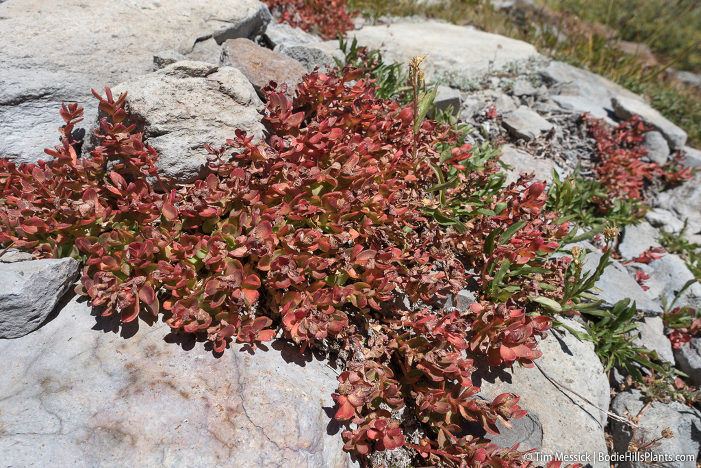 Sedum alaskanum (Rose) J.K.Henry 3