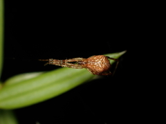 Episinus
