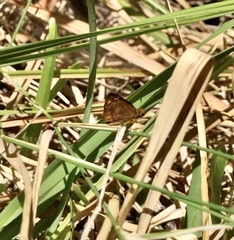 Metisella metis
