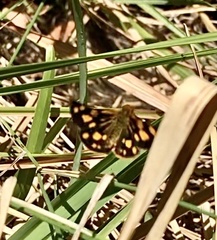 Metisella metis