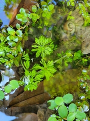 Limnophila