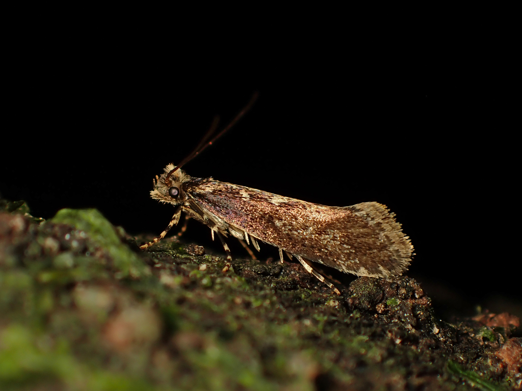 Proterodesma byrsopola