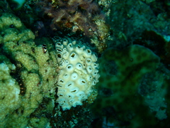 Palythoa tuberculosa
