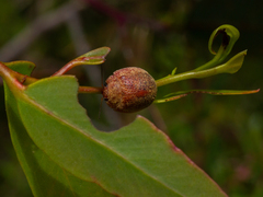 Trachymela papulosa
