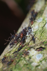 Eciton burchellii