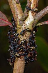 Dolichoderus doriae